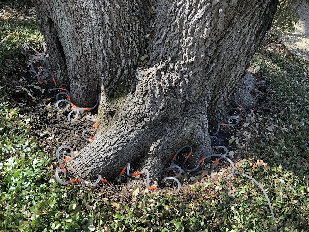 Detailed Tree Cabling and Bracing job site in Cochecton