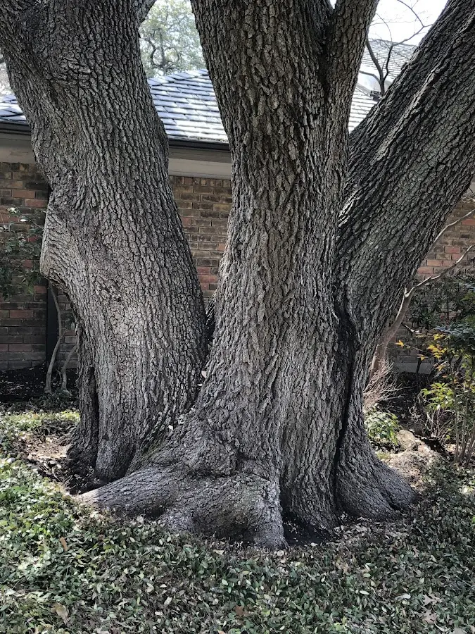 Mature heritage tree close to a Cochecton property cared for by certified arborists